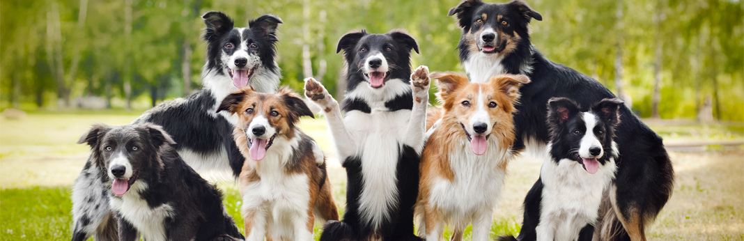 top-10-smartest-dog-breeds