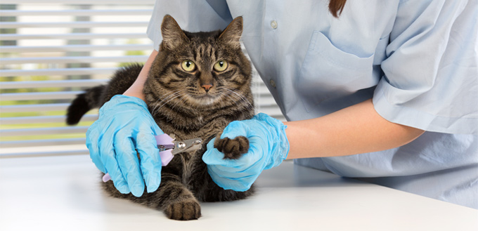 trimming the claws