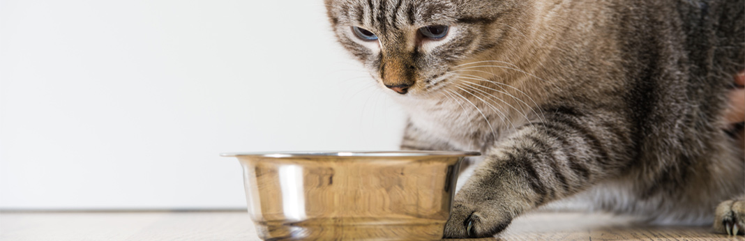 when cats won’t eat - causes & treatment
