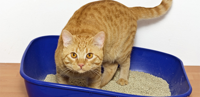 why cats sleep in their litter trays