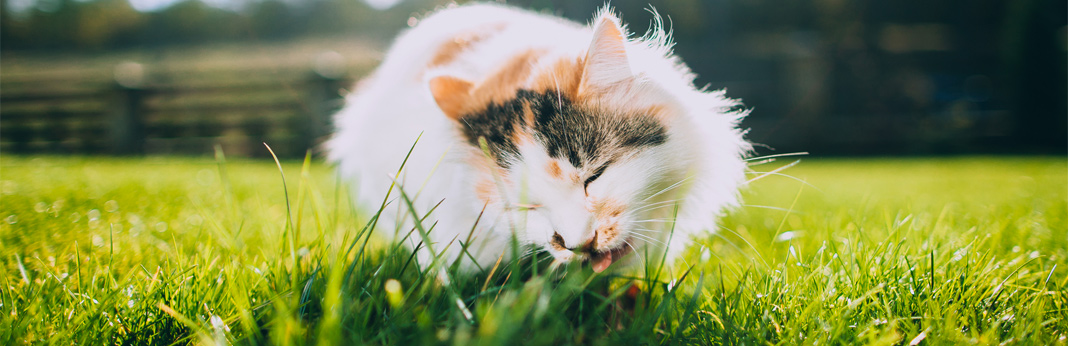 why do cats eat grass