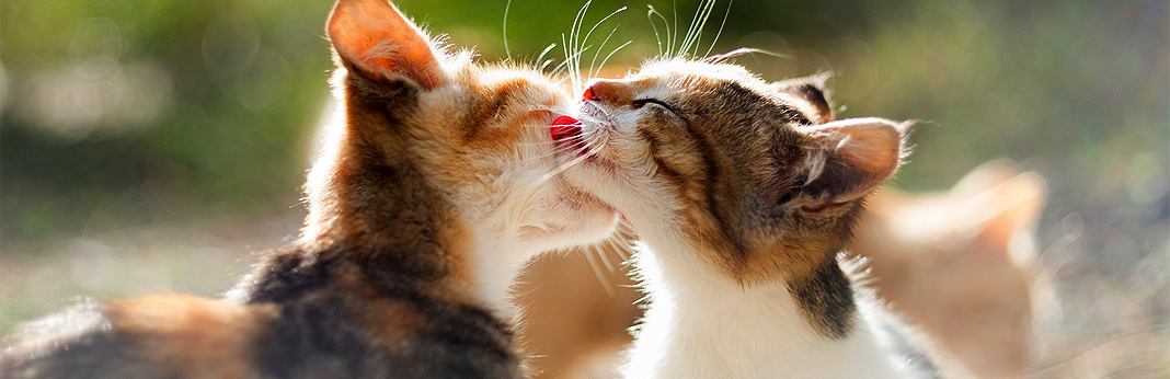 why do cats groom each other