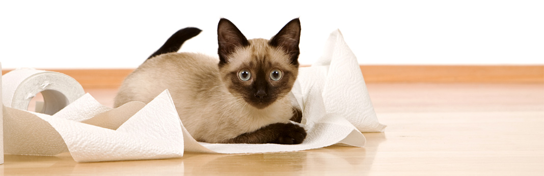 why do cats like to play with toilet paper