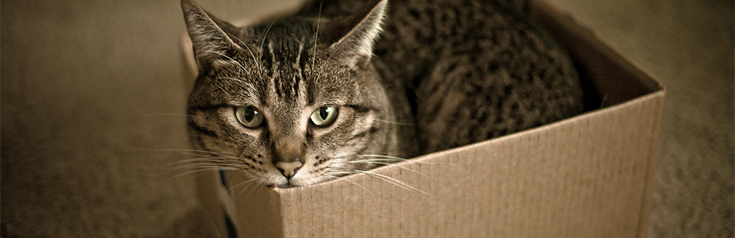 why do cats love boxes