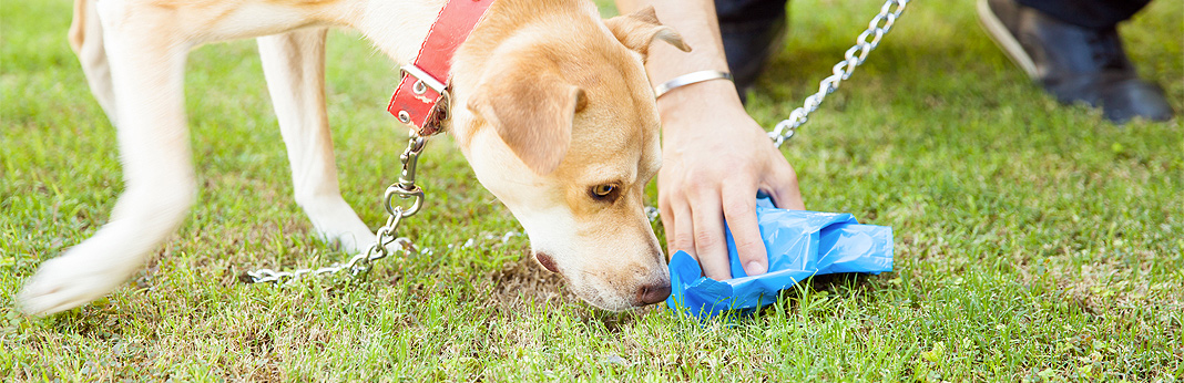 why do dogs eat poop - how to stop it