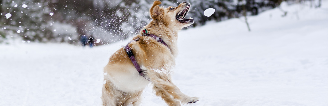why-do-dogs-love-to-eat-snow