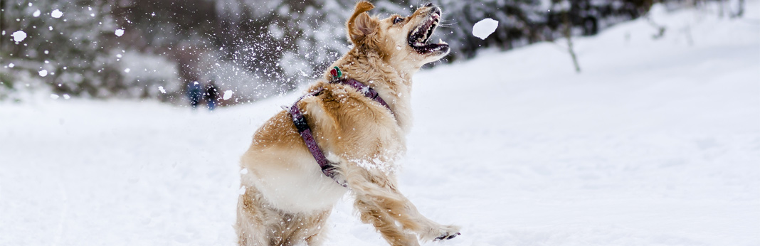 can dogs eat snow