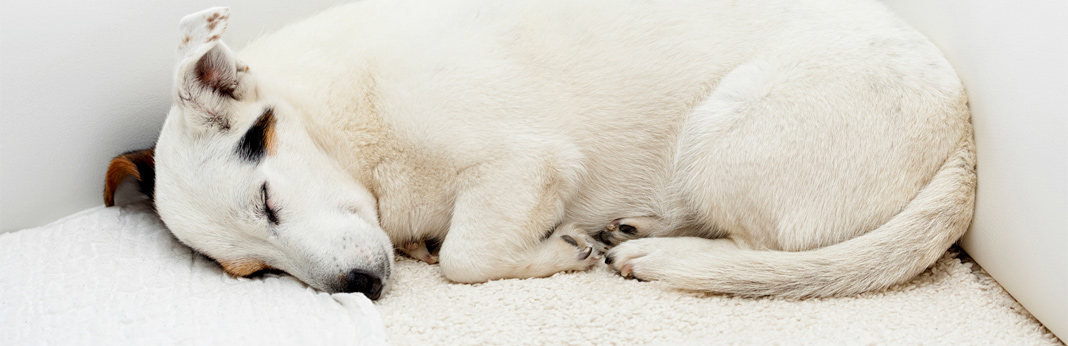 why-do-dogs-run-in-their-sleep