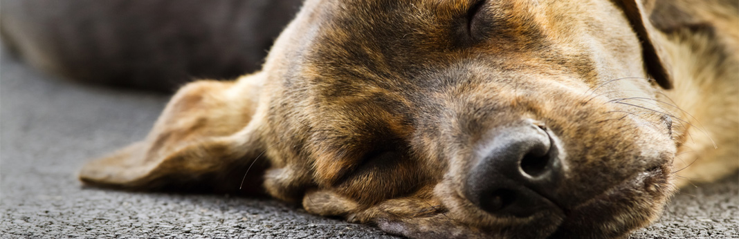 why do dogs snore - reasons behind it