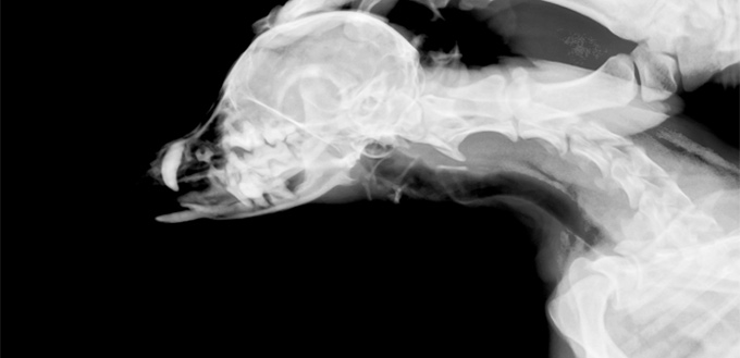 x rays of a dog