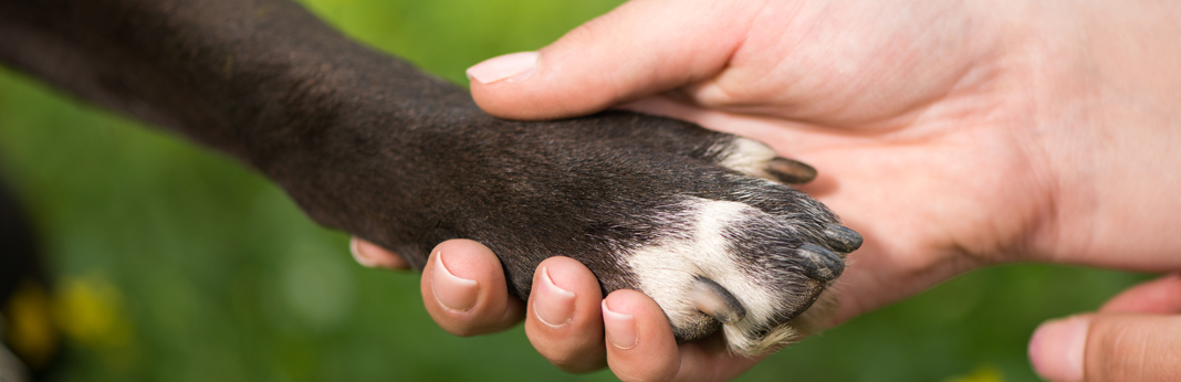 dog yeast paws treatment