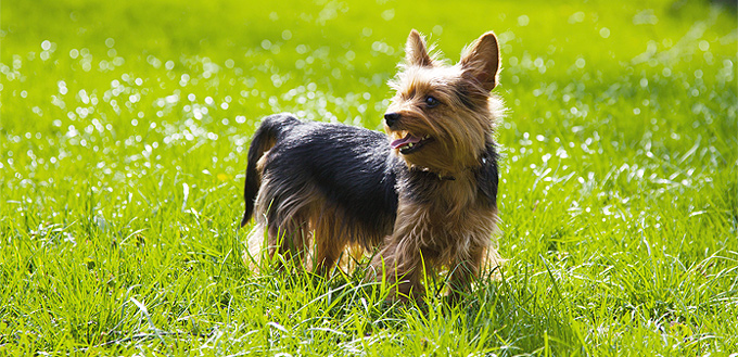 yorkshire terrier breed