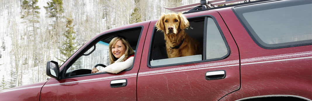 10 tips for taking a road trip with your dog