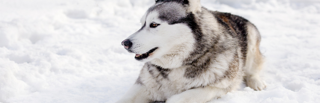 10 ways to keep your dog warm in cold weather