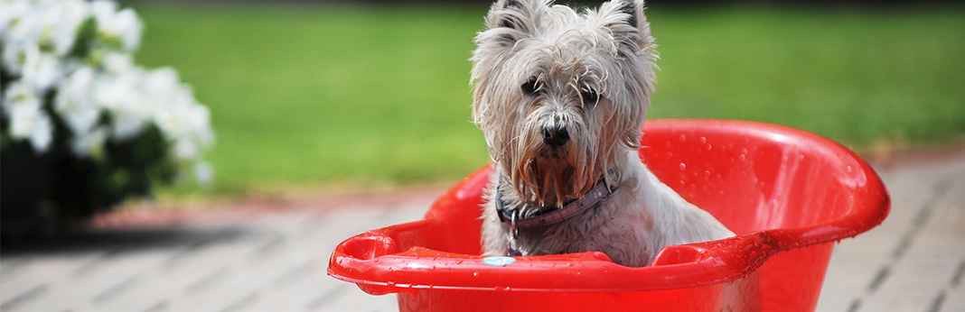 7 Common Bath-Time Mistakes Pet Owners Make