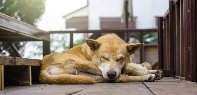 Acute Collapse in Dog