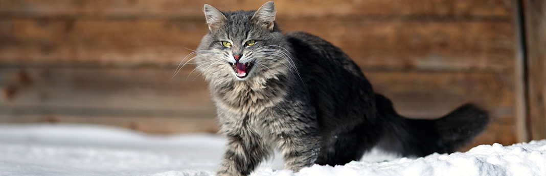 Aggression in Cats: Causes & Symptoms