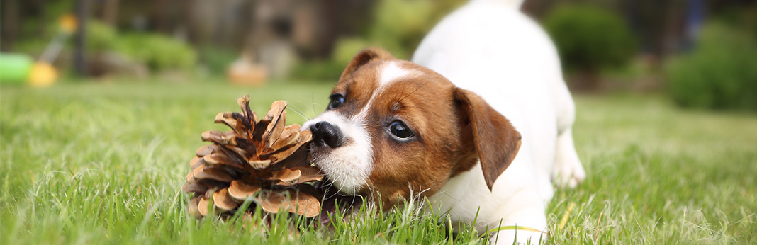 Amazing Facts about a Dogs Sense of Smell