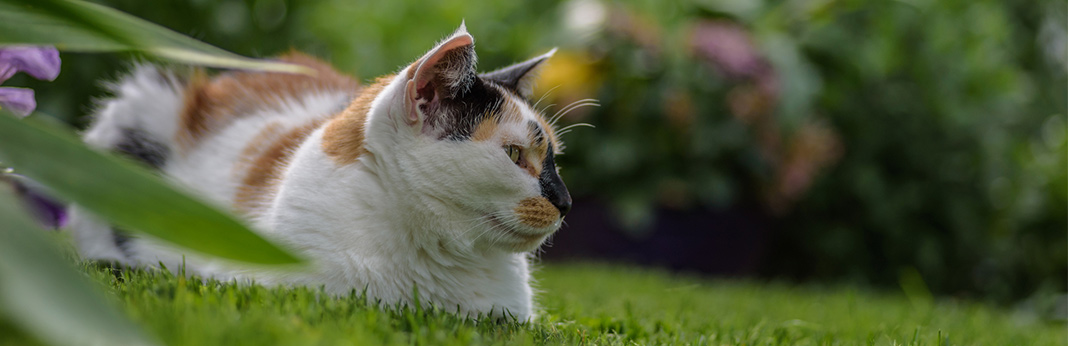 Are Calico Cats Always Female