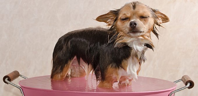 Bath-Time Mistakes Pet Owners Make