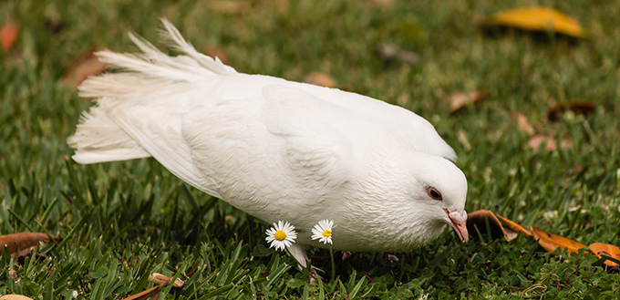 benefits of owning doves and pigeons