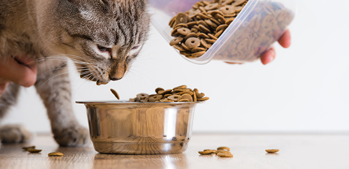 Cats Carry Their Food Away from Their Bowls