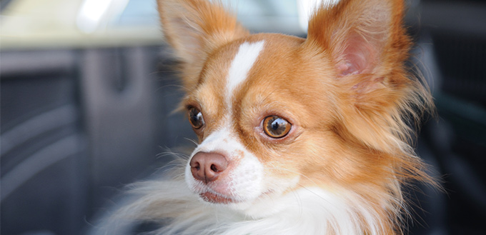 Chihuahua dog breed