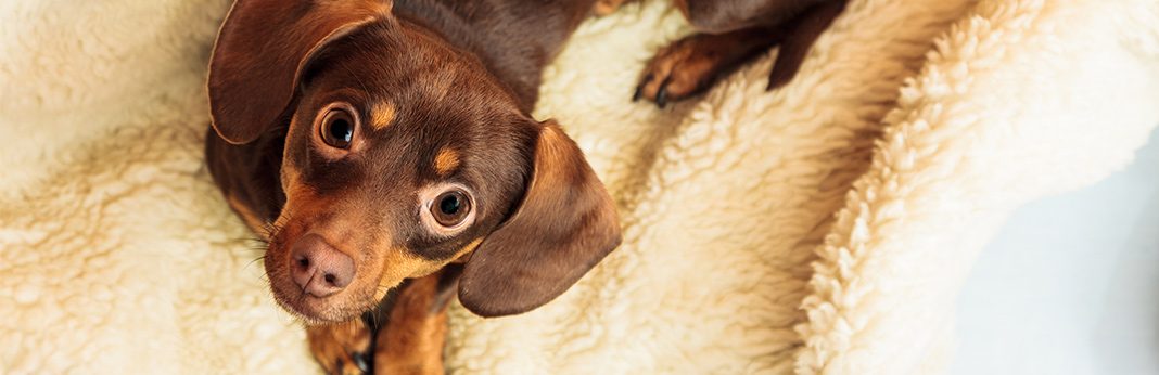 dachshund poodle chihuahua mix