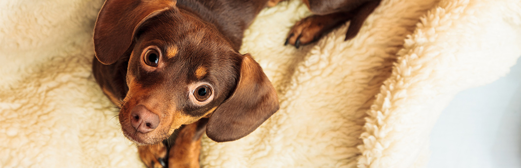 Chiweenie-Chihuahua-Dachshund-Mix