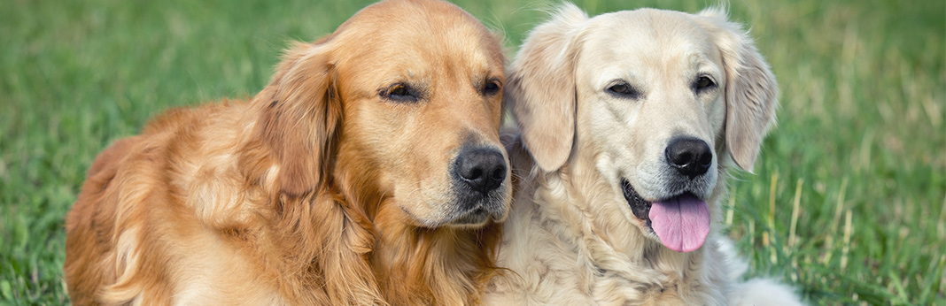 the perfect dog breeds for pensioners