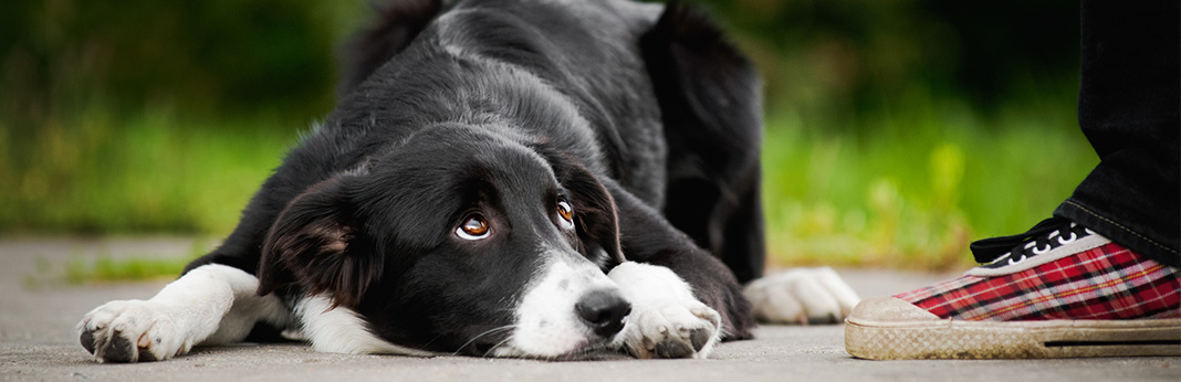 do dogs feel guilt - everything you need to know