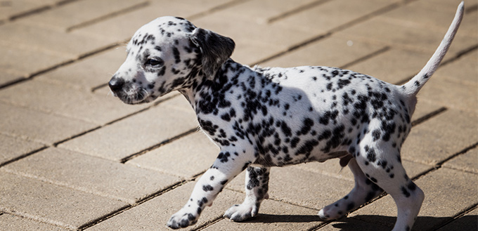 Dog Accidents on the Road