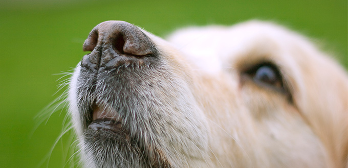 Dogs Sense of Smell