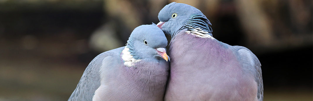 is pigeon poop bad for dogs