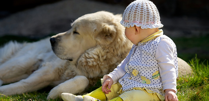 Essential Guide for Preparing Your Dog for a New Baby