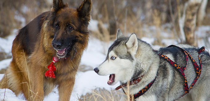 Gerberian Shepskys breed