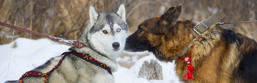 German-Shepherd-Husky-Mix