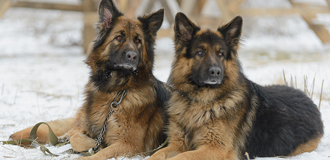 German Shepherd dogs