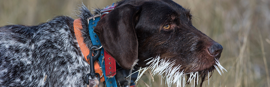 How-To-Remove-Porcupine-Quills-From-A-Dog