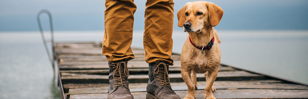 Is-Walking-Your-Dog-in-the-Rain-a-Good-Idea