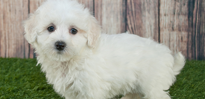 Maltipoo (Maltese Poodle Mix): Breed Facts & Temperament