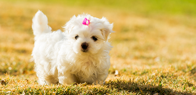 Maltipoo Maltese Poodle Mix Breed Facts Temperament