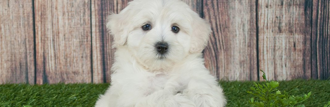 white maltese poodle