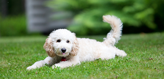 Poodle dog