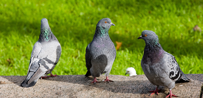 train your doves and pigeons