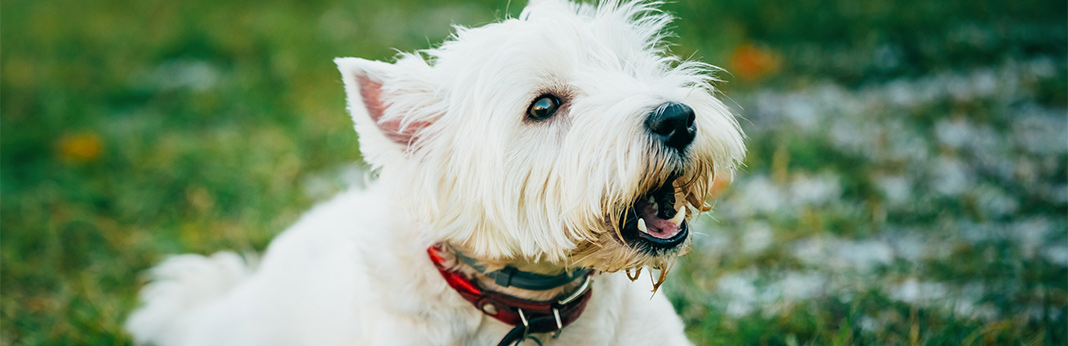 Training Your Dog to Stop Barking