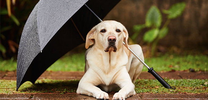 Walking Your Dog in the Rain