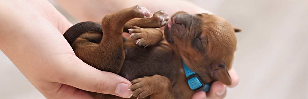 When-do-Puppies-Open-their-Eyes