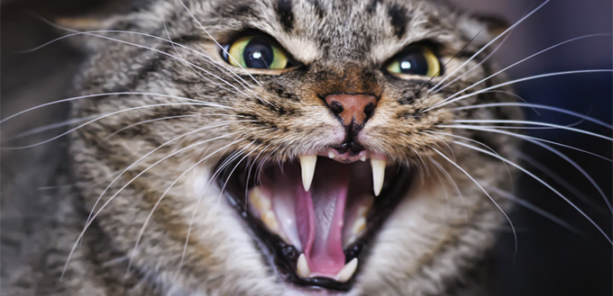 aggressive cat