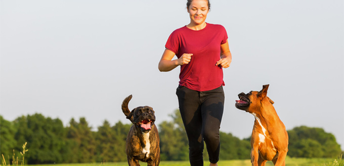 boxers running with the owner